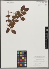 Foto von Salix silesiaca Willd.
